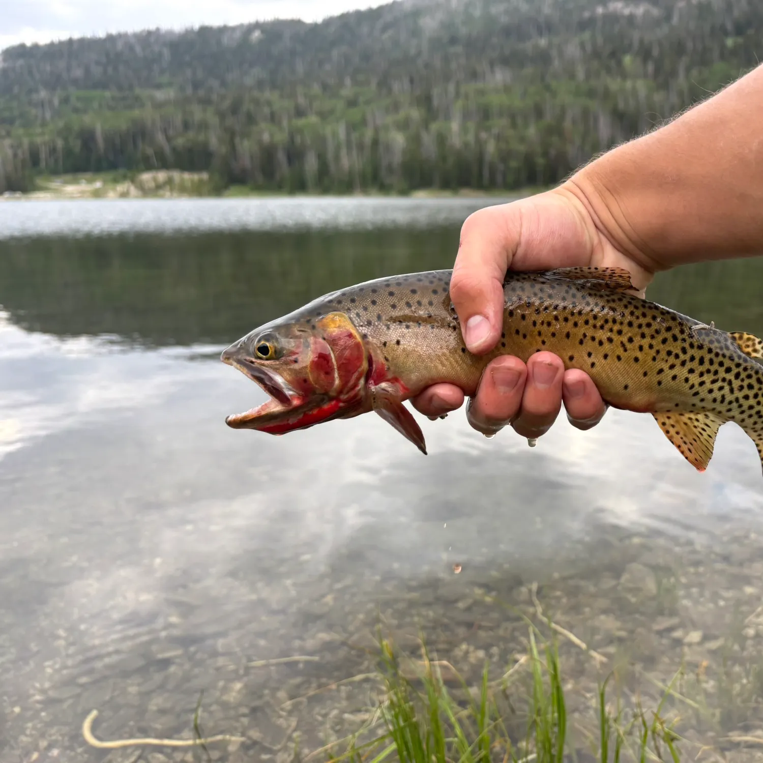 The most recent Colorado river cutthroat trout catches on Fishbrain