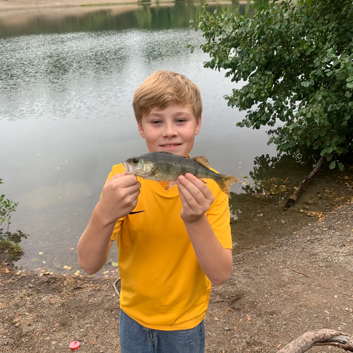 European perch caught on Fishbrain
