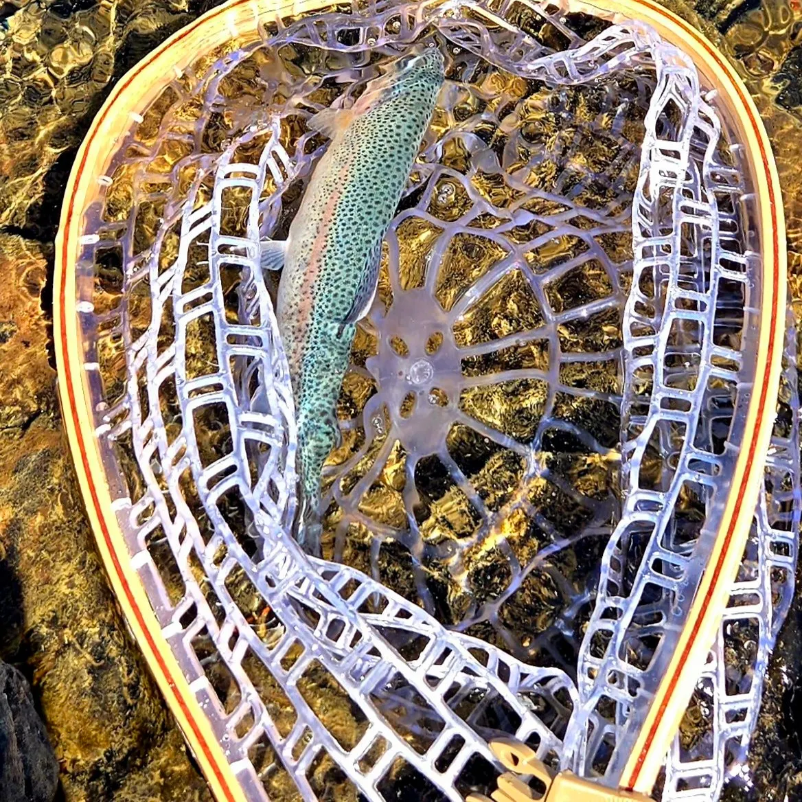 The most recent Kamloops trout catches on Fishbrain
