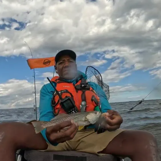 Gray weakfish caught on Fishbrain