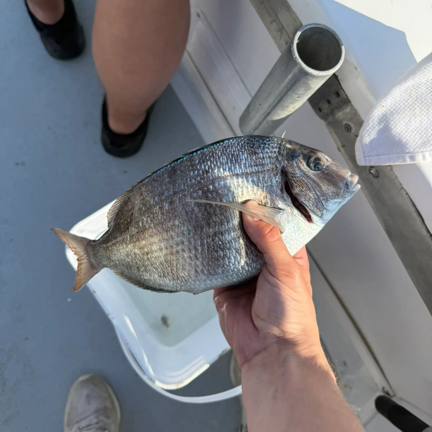The most recent Scup catches on Fishbrain
