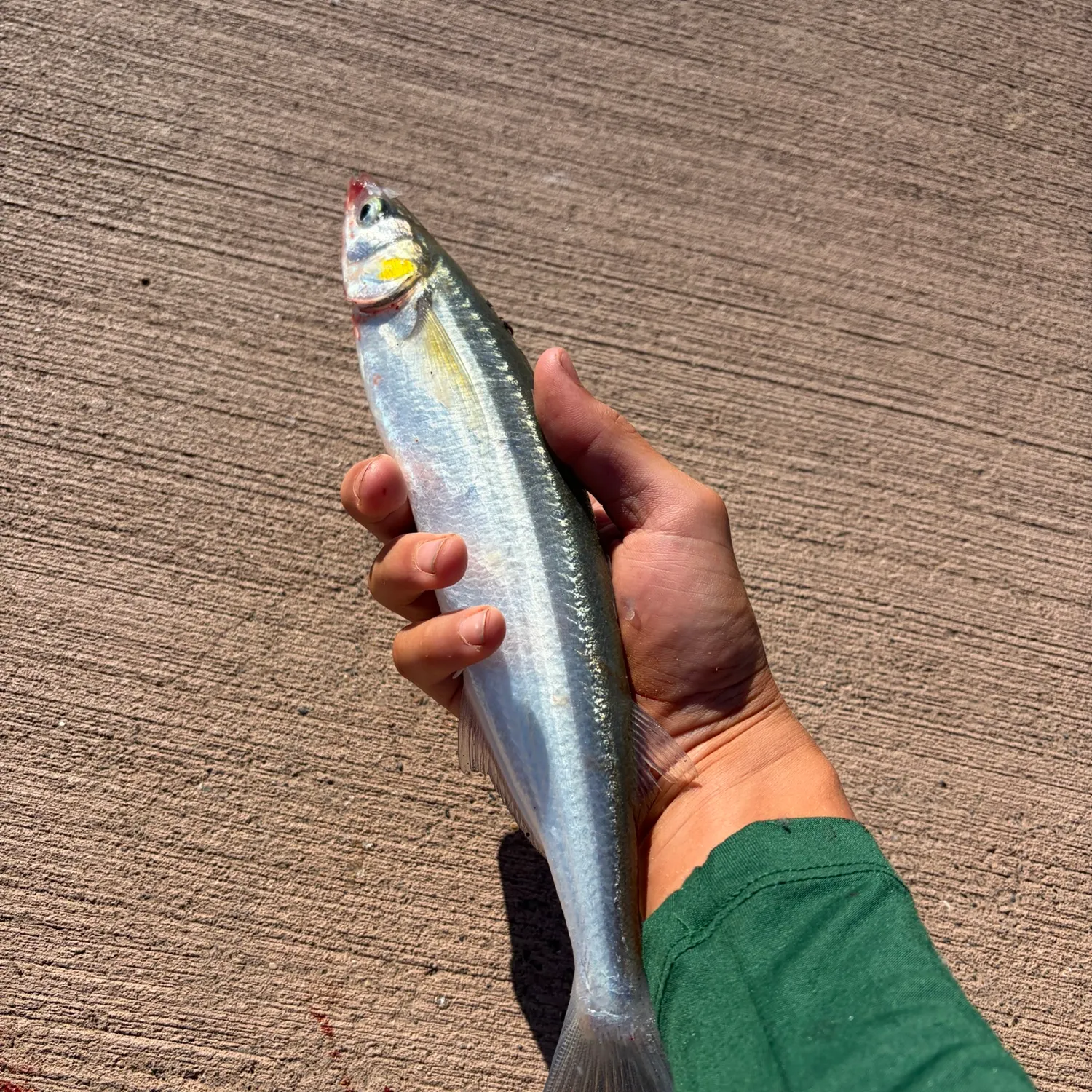 Surf smelt caught on Fishbrain