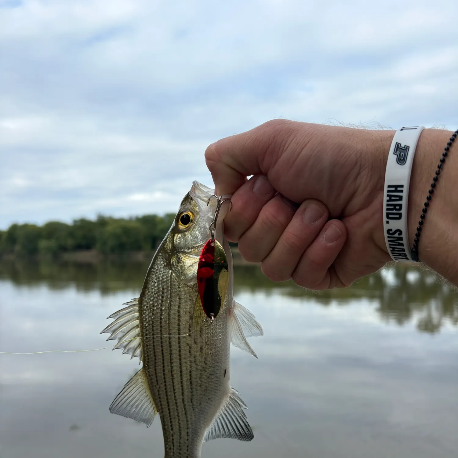 White bass caught on Fishbrain