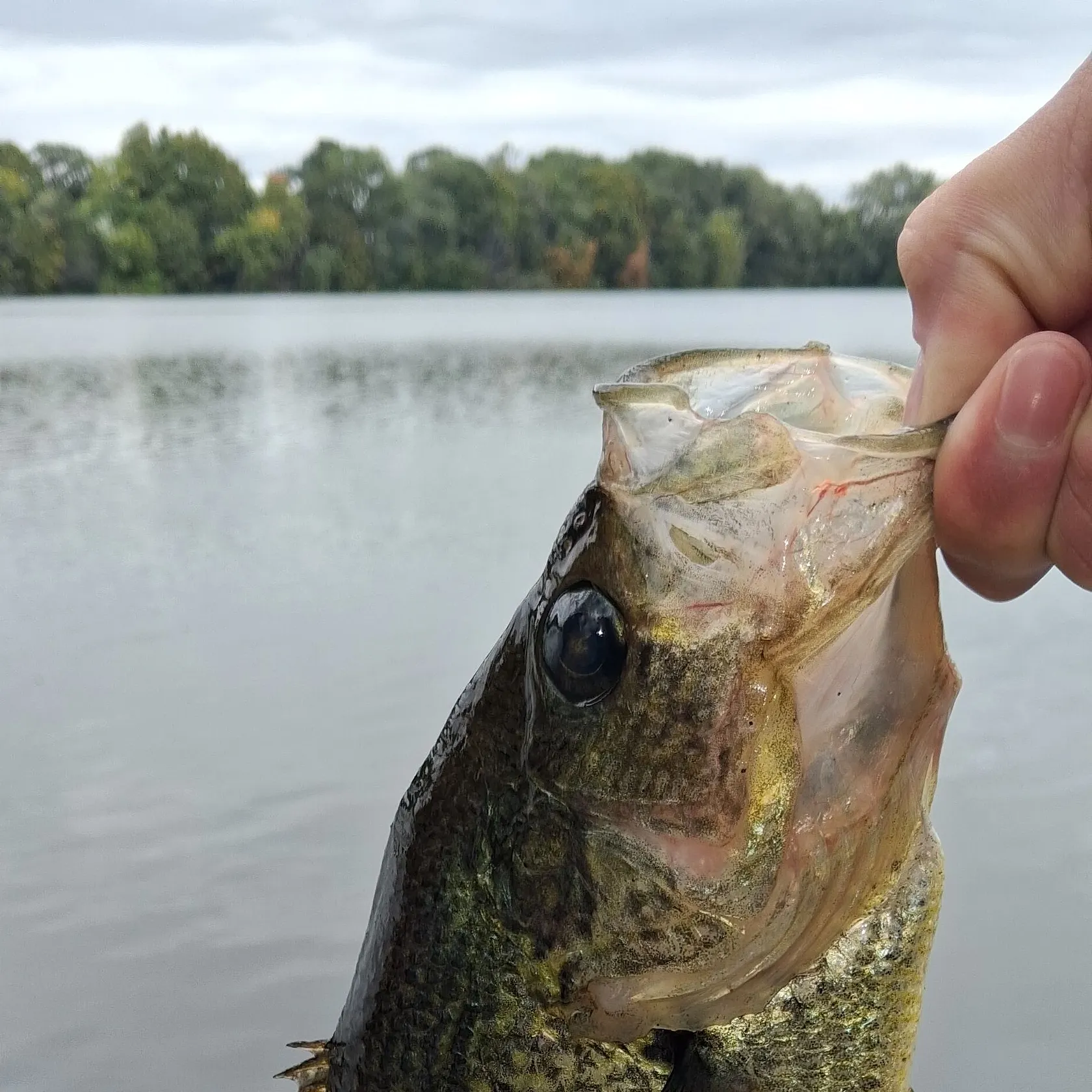 Black crappie caught on Fishbrain