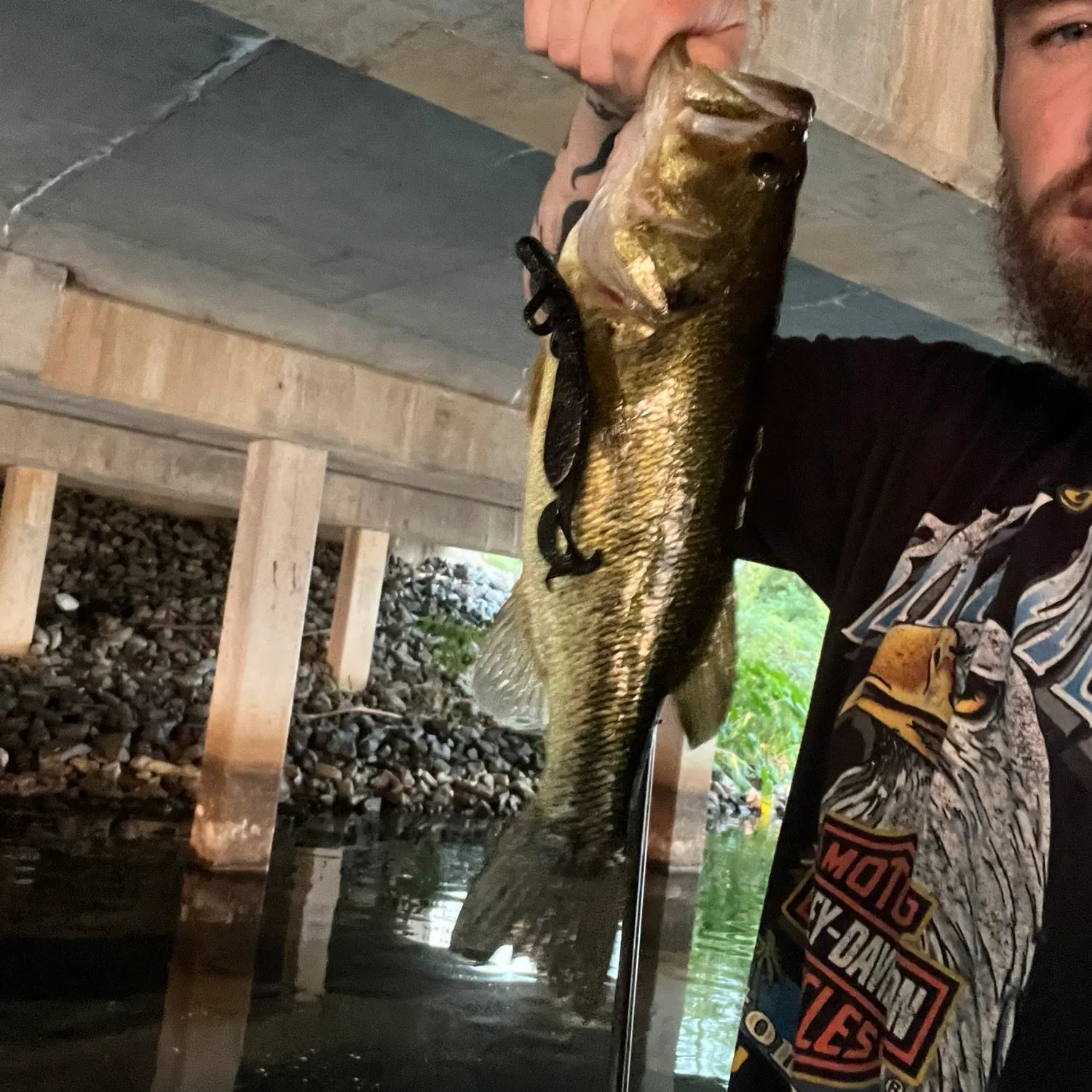 Largemouth bass caught on Fishbrain