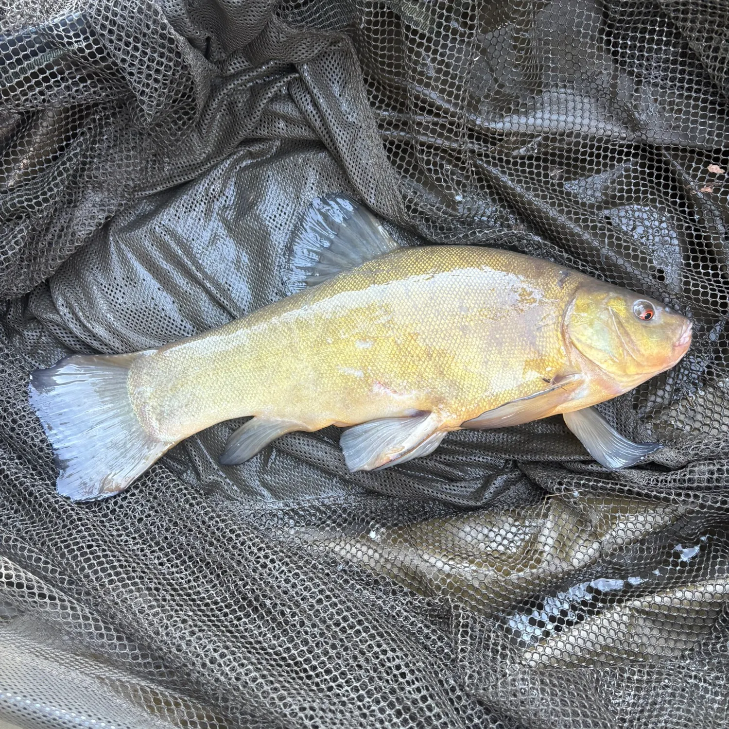 The most recent Tench catches on Fishbrain