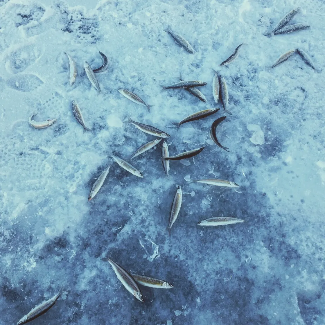 The most recent Bonneville cisco catches on Fishbrain