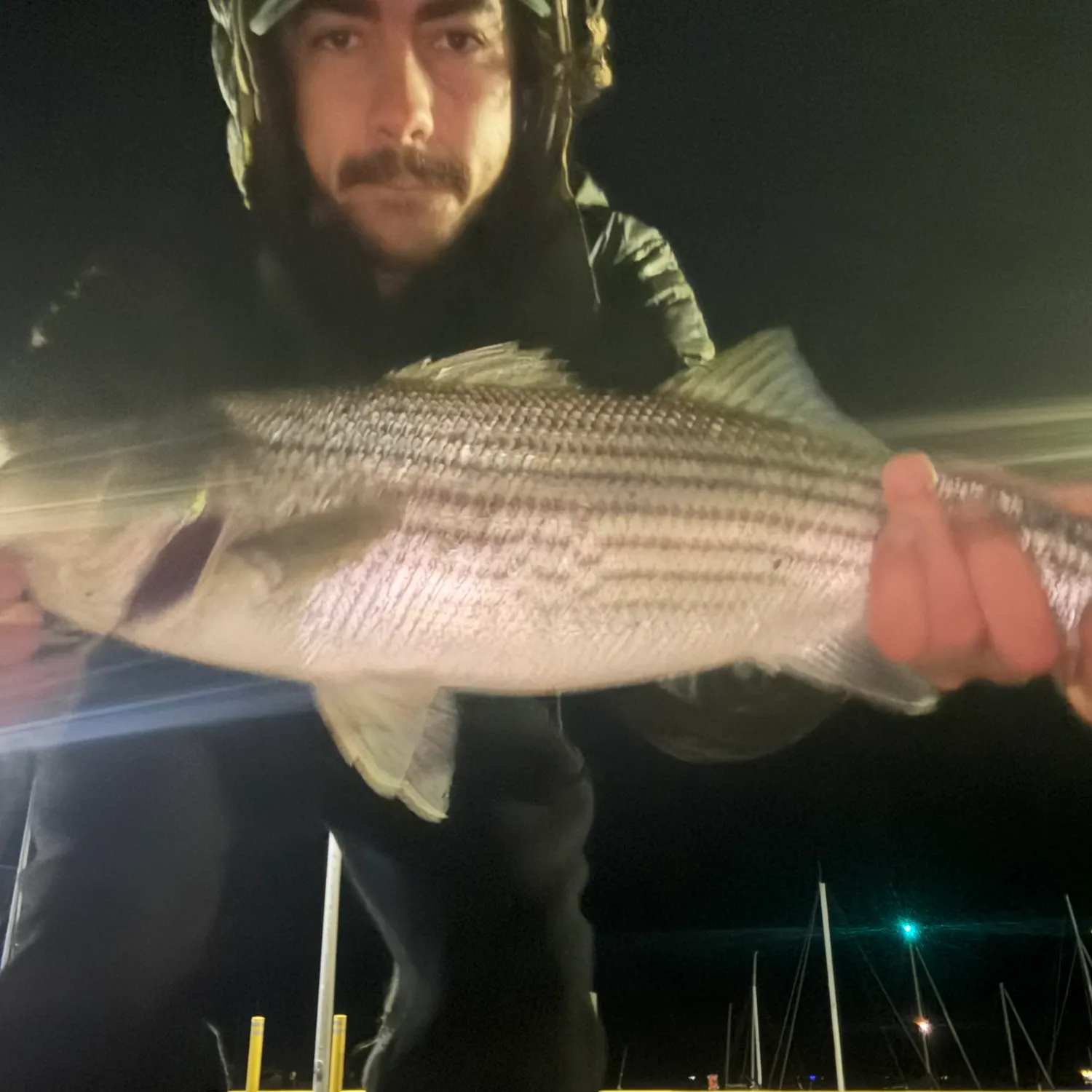 Striped bass caught on Fishbrain
