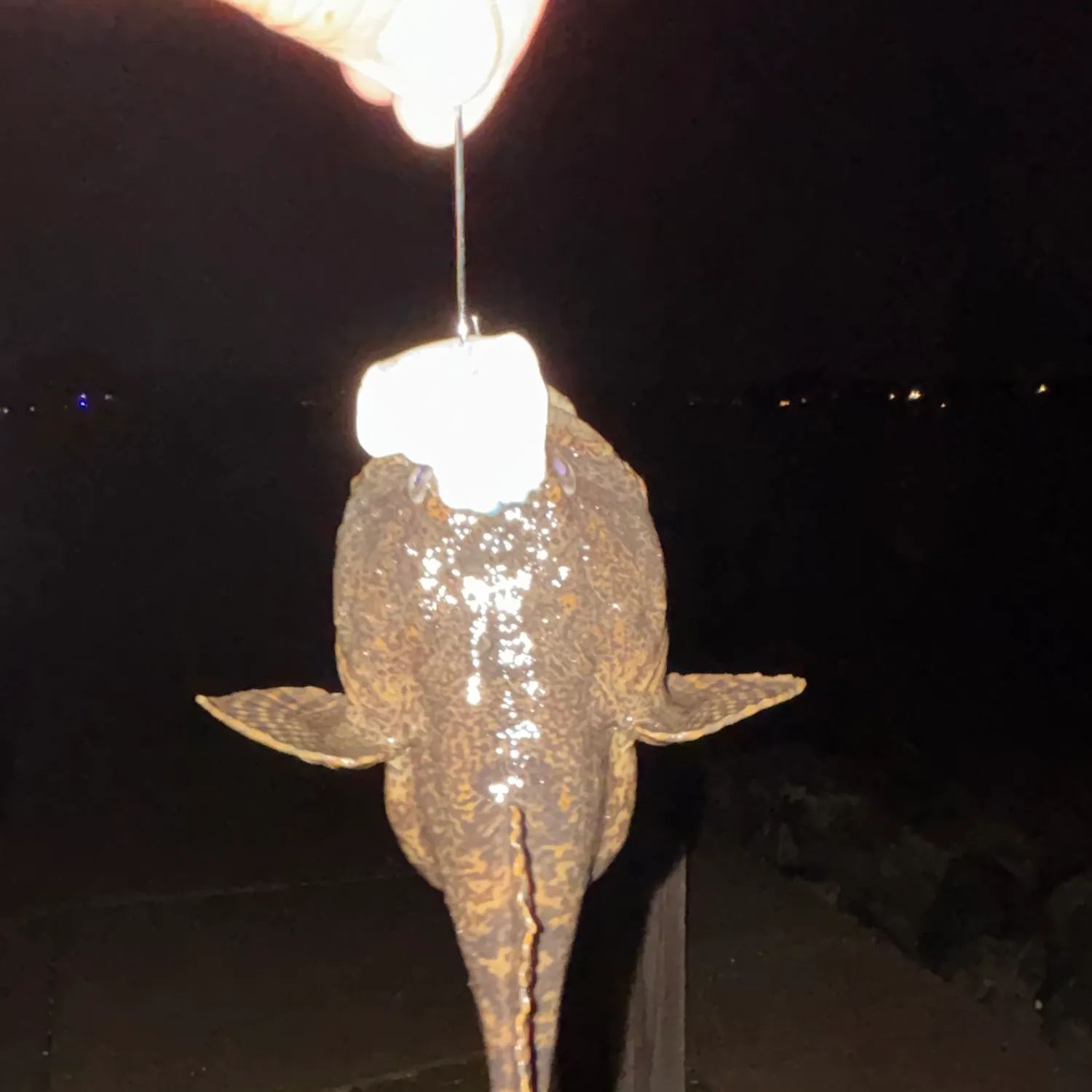 Oyster toadfish caught on Fishbrain