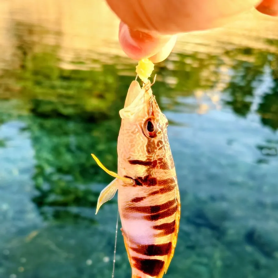 The most recent Painted comber catches on Fishbrain