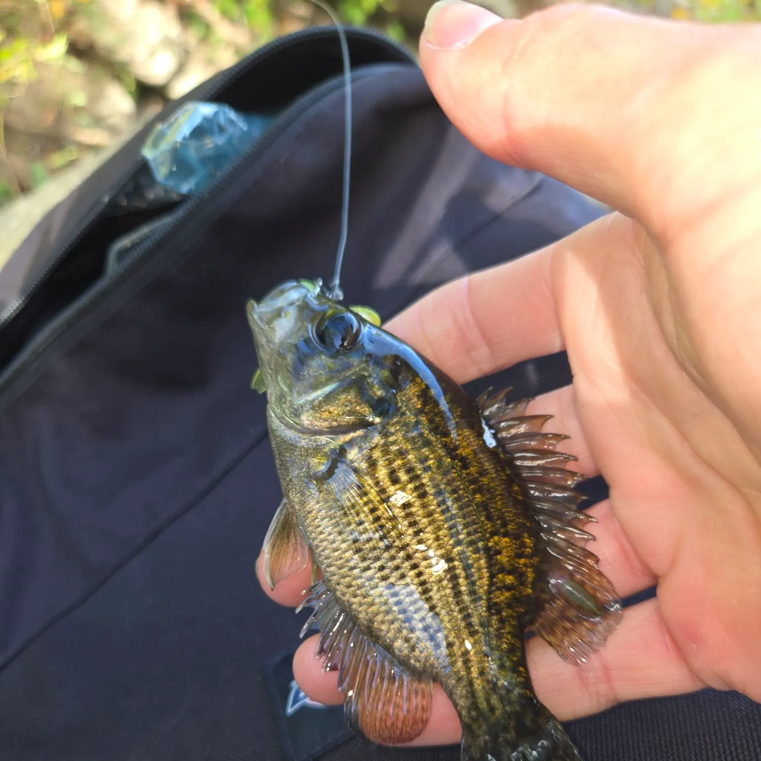 Rock bass caught on Fishbrain