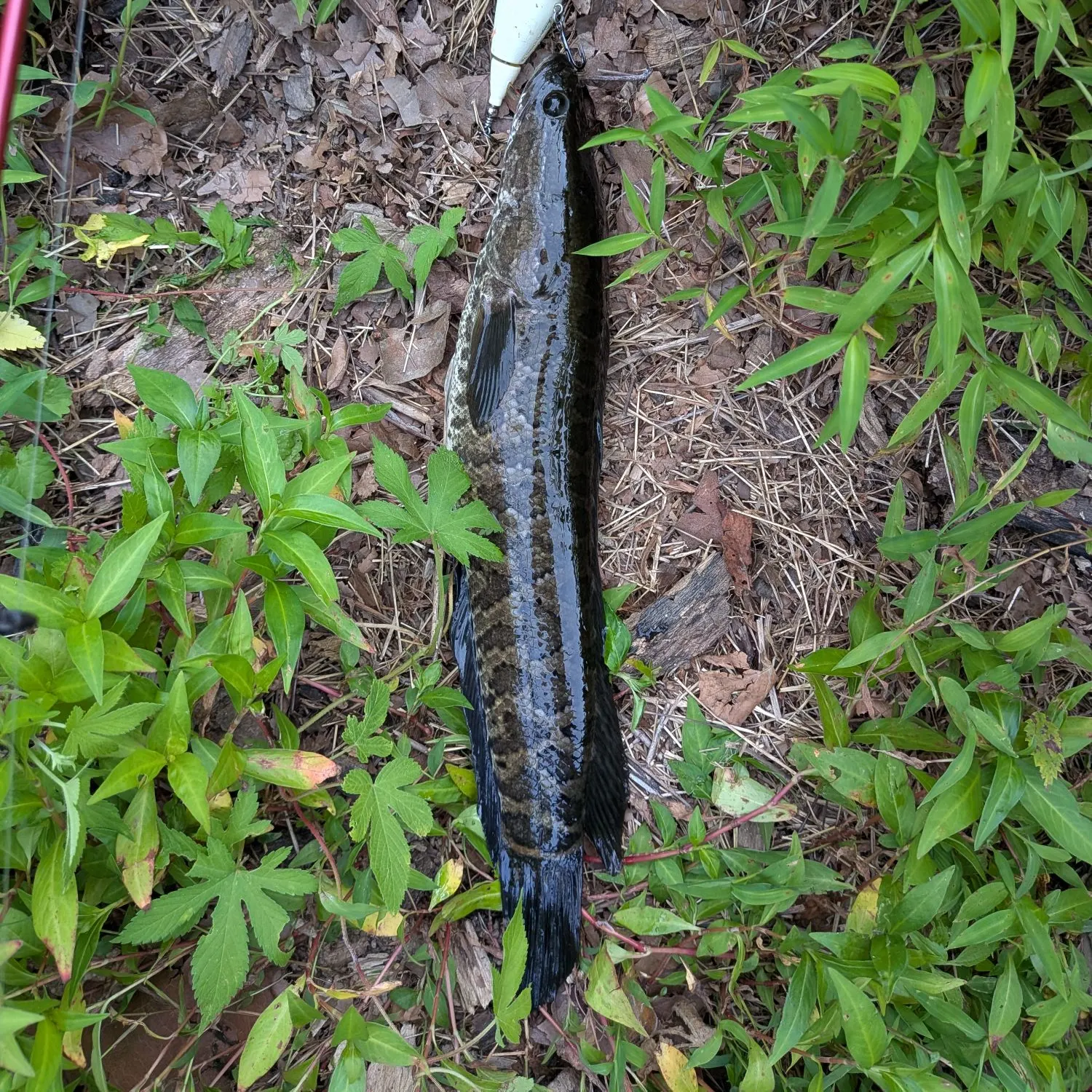 The most recent Northern snakehead catches on Fishbrain
