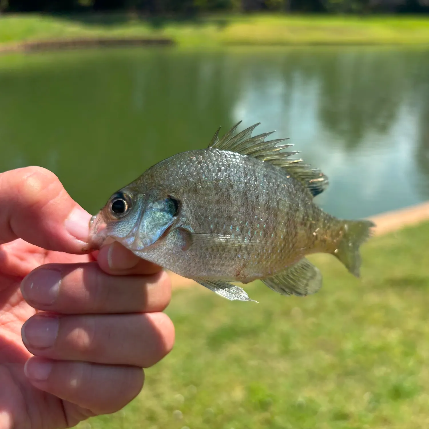 Bluegill caught on Fishbrain