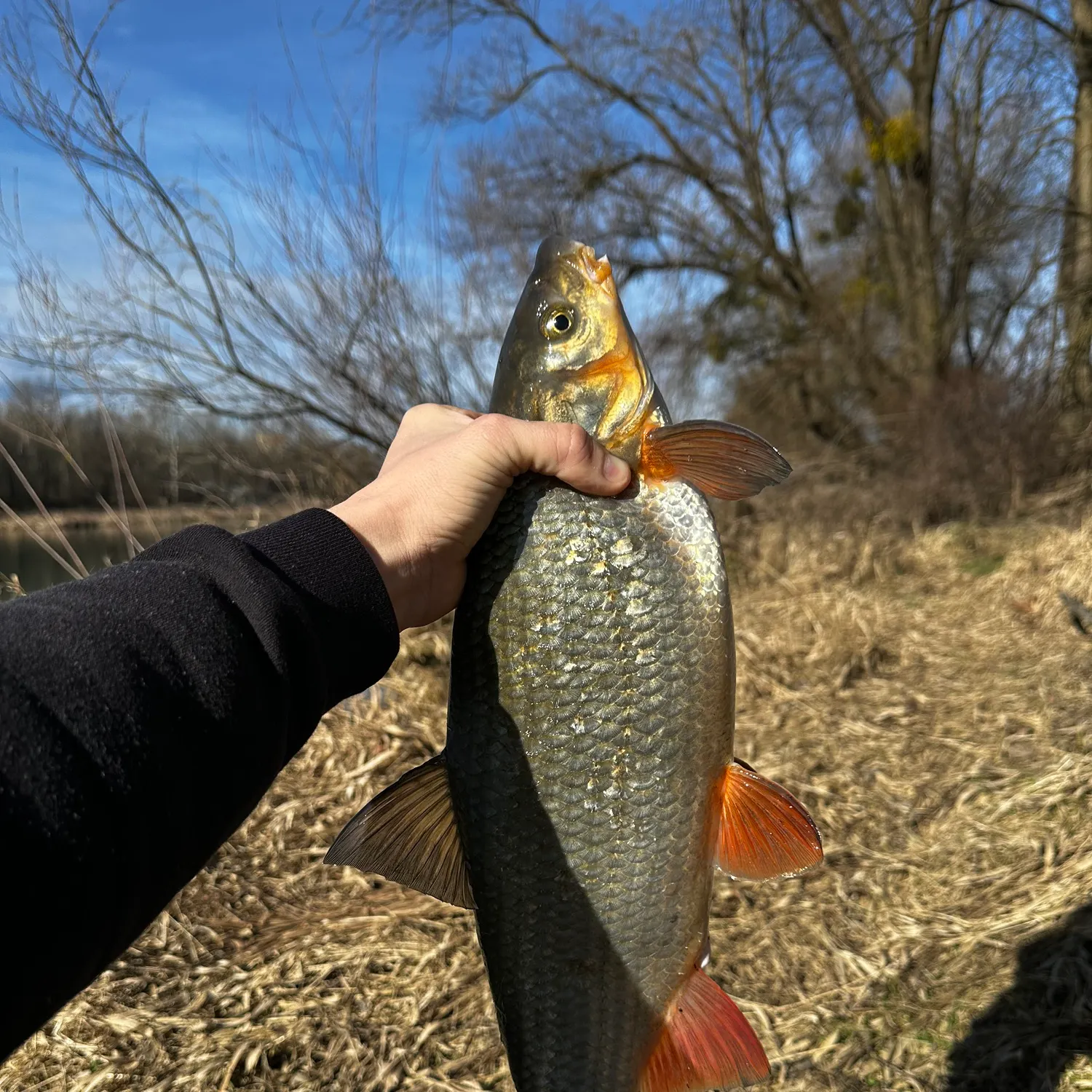 The most recent Common nase catches on Fishbrain