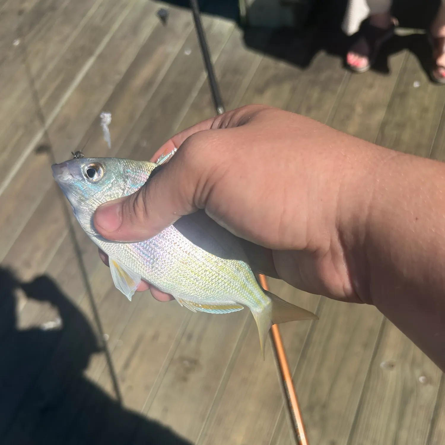 Pinfish caught on Fishbrain