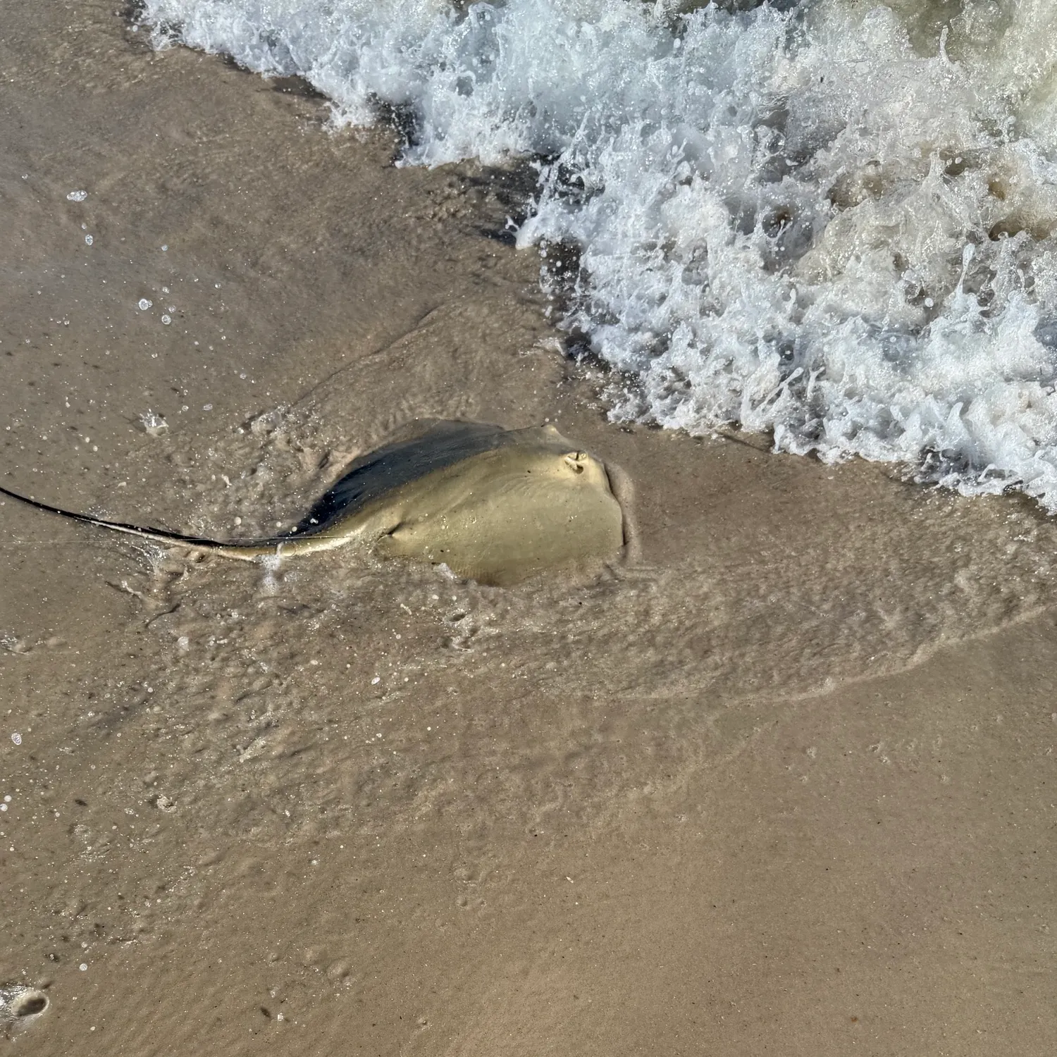 Southern stingray caught on Fishbrain