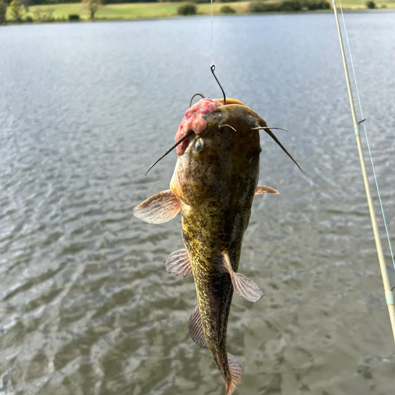 Brown bullhead caught on Fishbrain