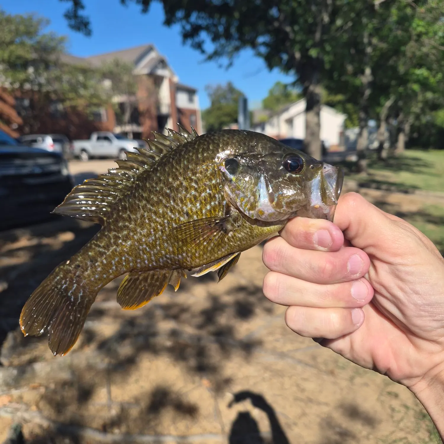 The most recent Wargill hybrid catches on Fishbrain