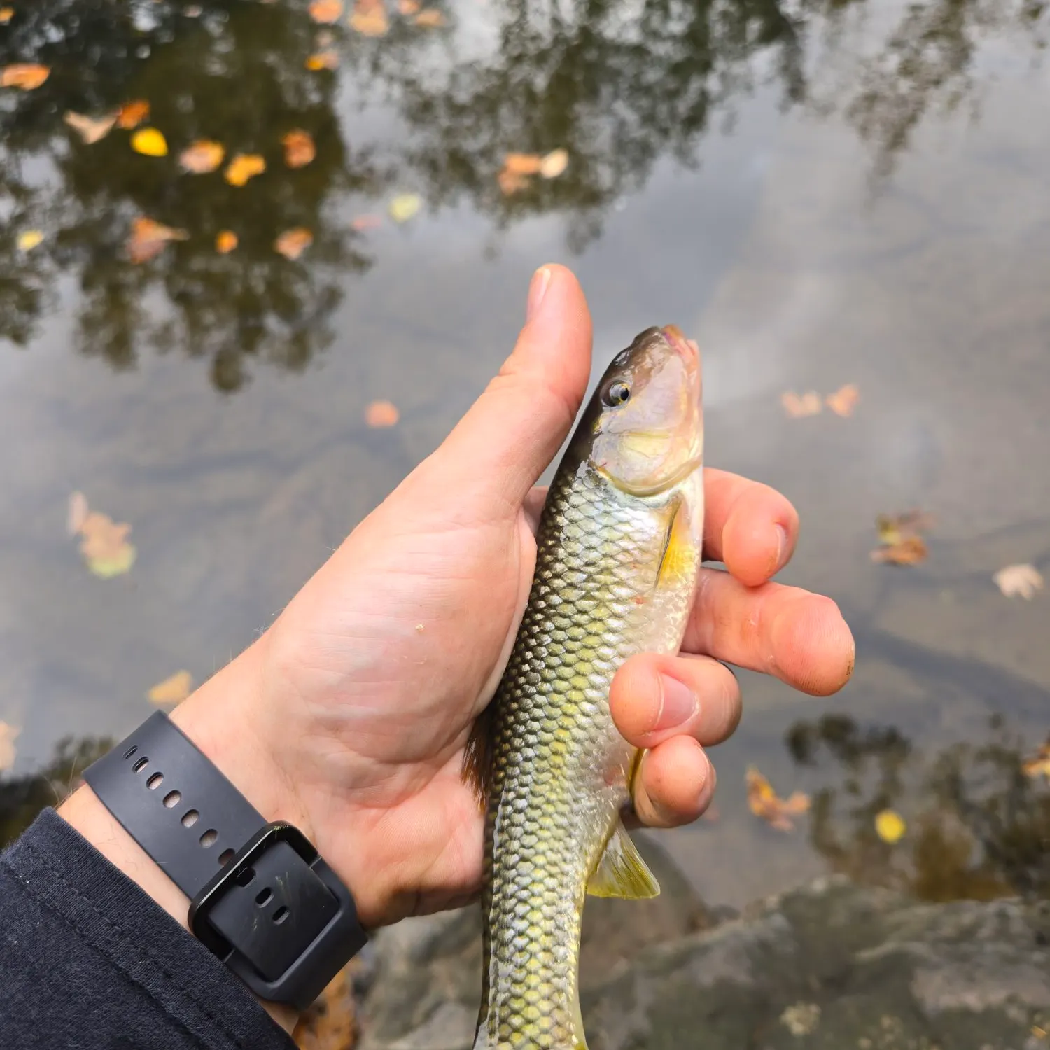 Hornyhead chub caught on Fishbrain