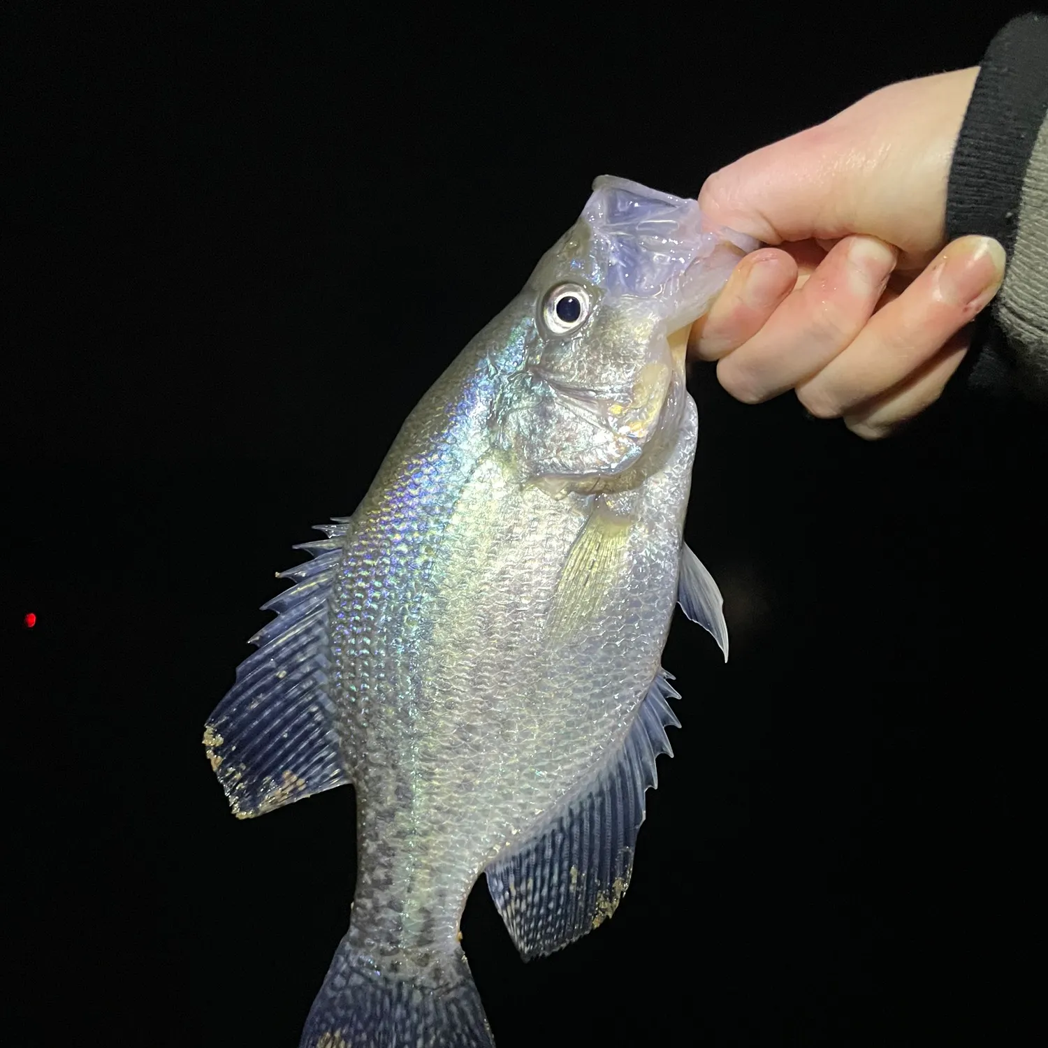 The most recent White crappie catches on Fishbrain