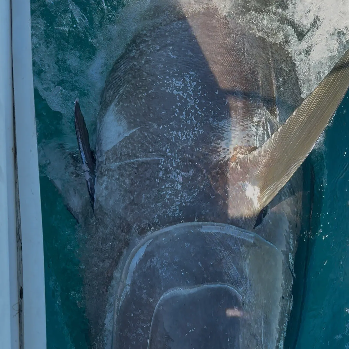 Atlantic bluefin tuna caught on Fishbrain