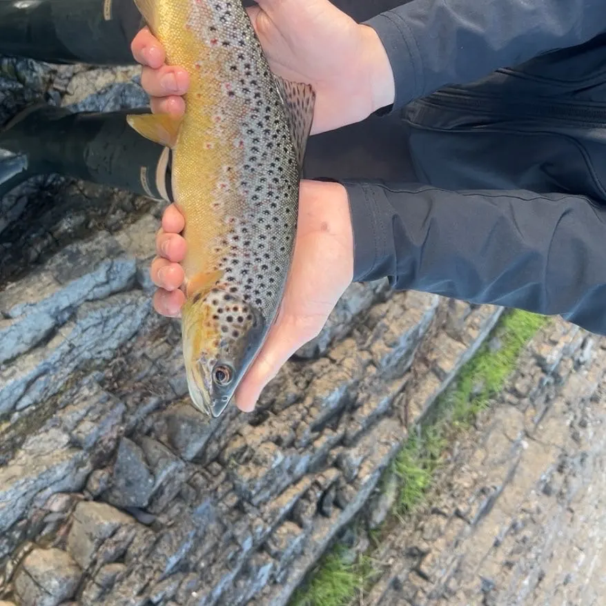 Brown trout caught on Fishbrain
