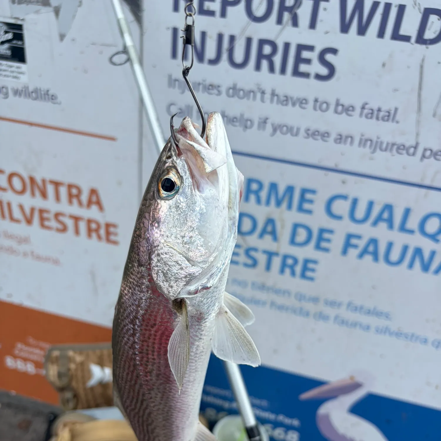The most recent Silver seatrout catches on Fishbrain