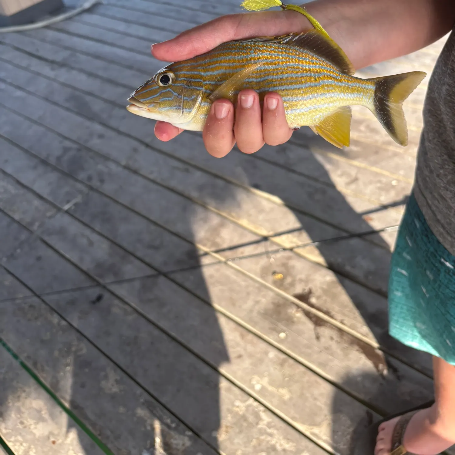 The most recent French grunt catches on Fishbrain