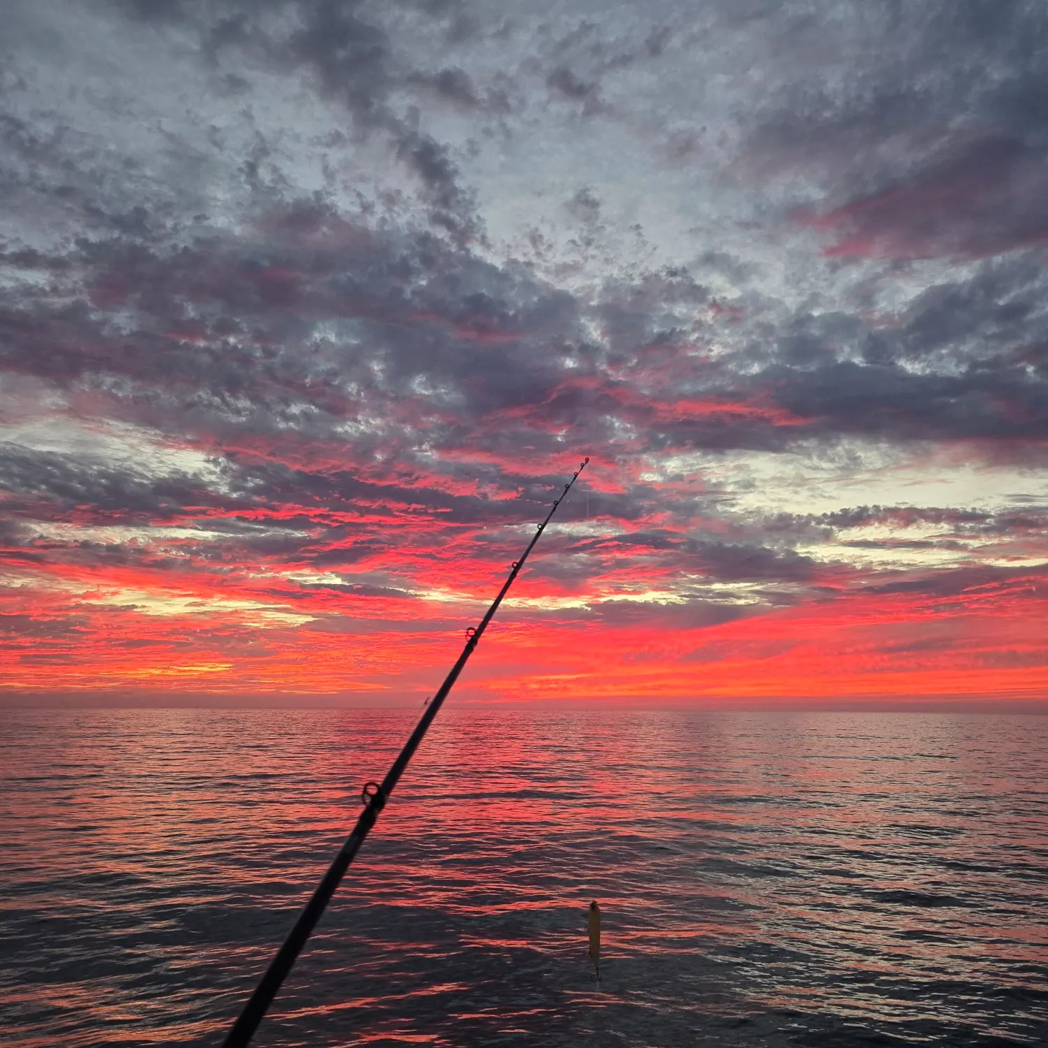 The most recent Bigeye scad catches on Fishbrain