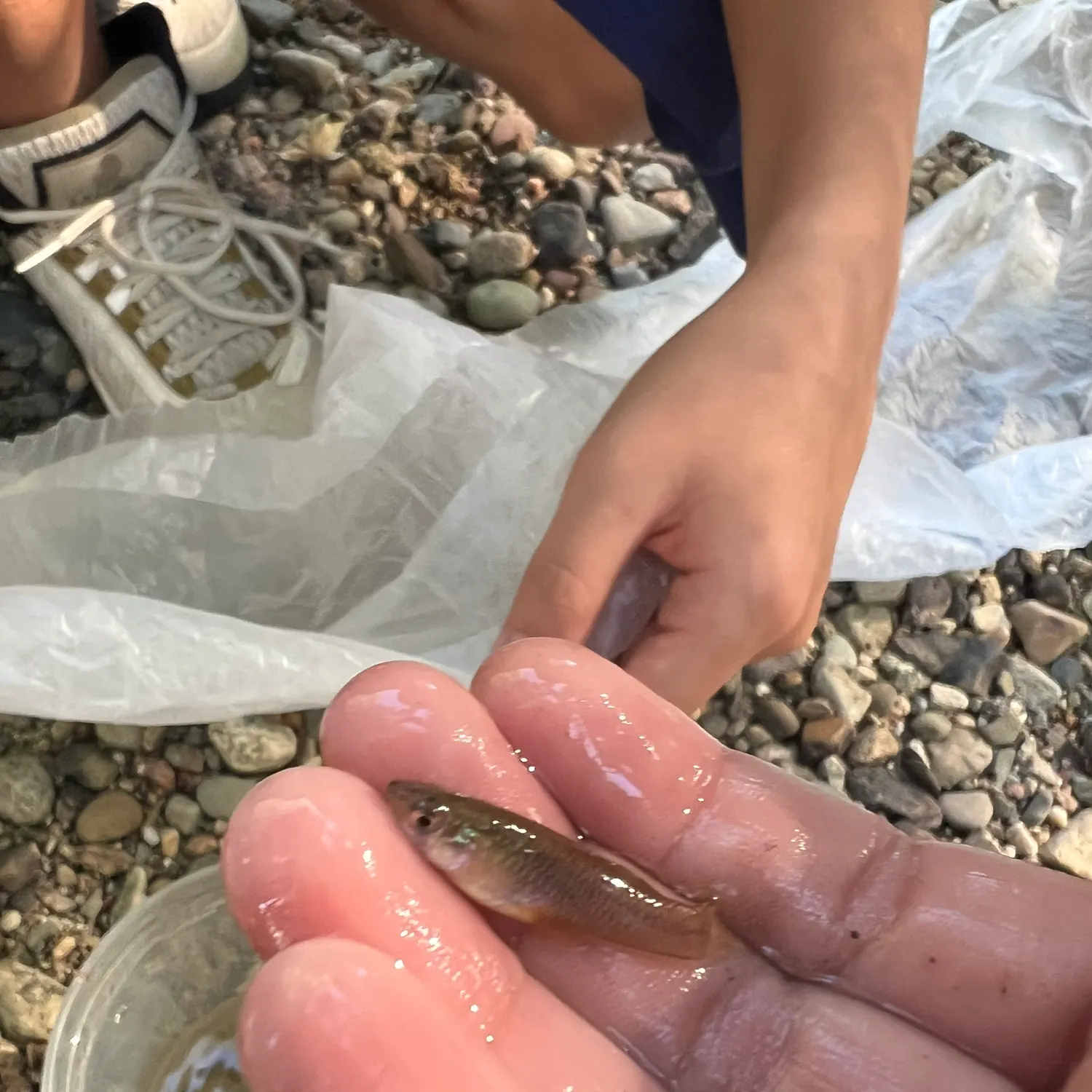 The most recent Northern minnow catches on Fishbrain