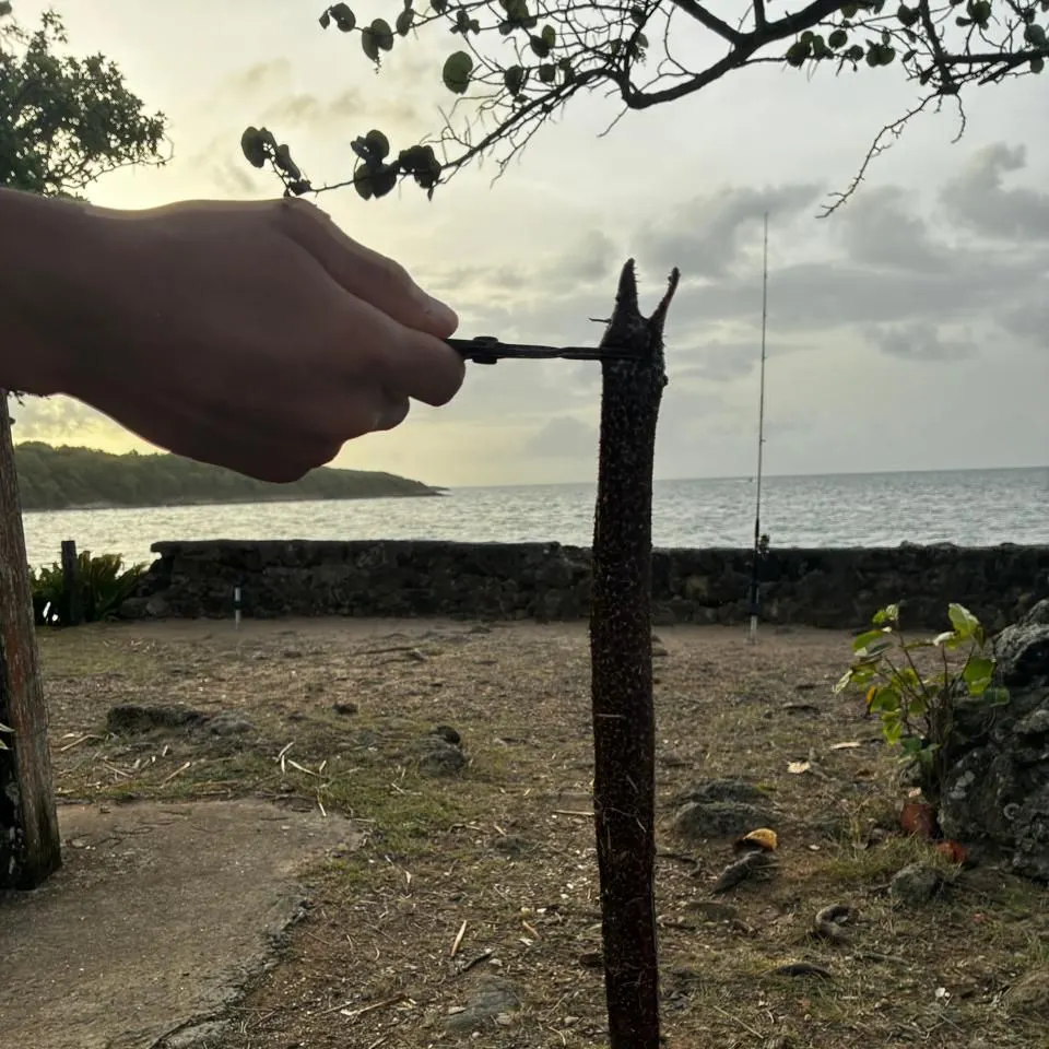 The most recent Brown moray catches on Fishbrain