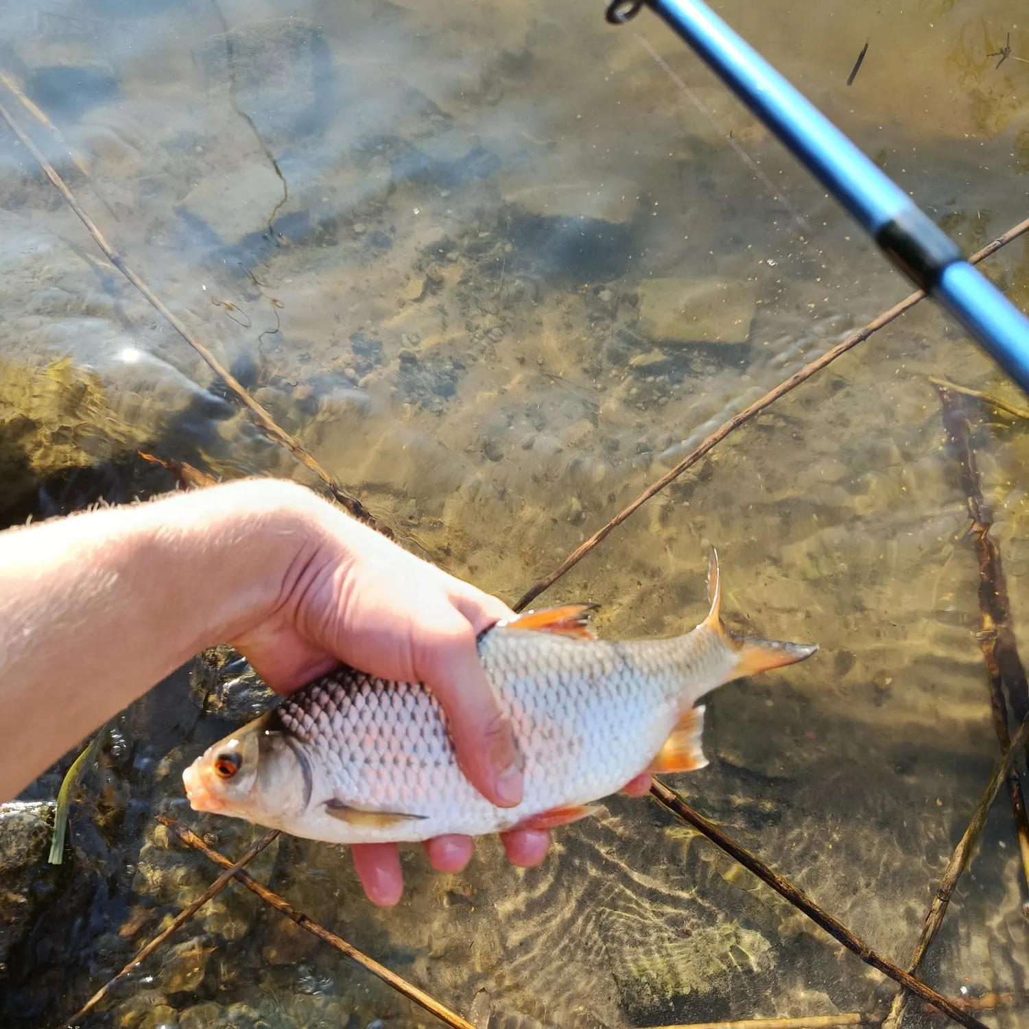 Common roach caught on Fishbrain