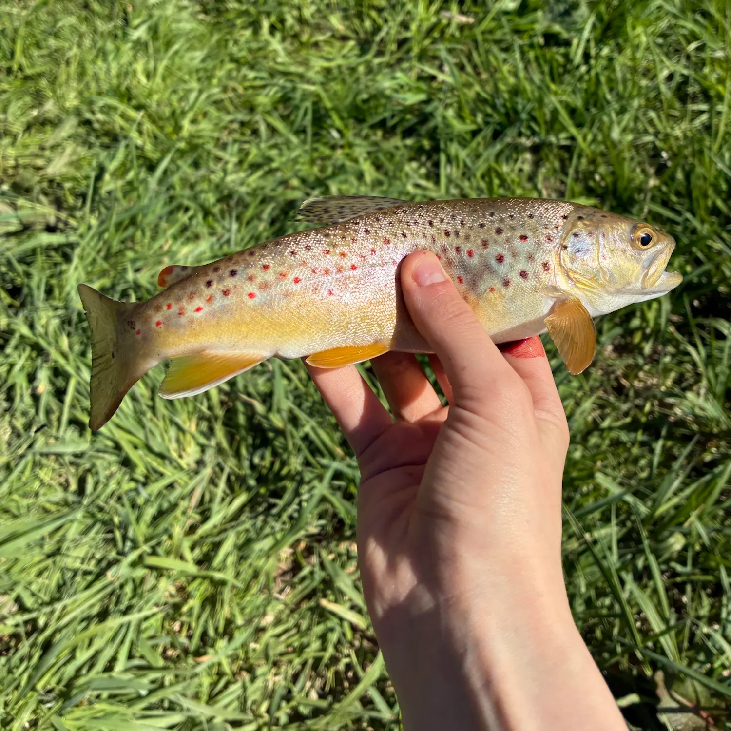Brown trout caught on Fishbrain