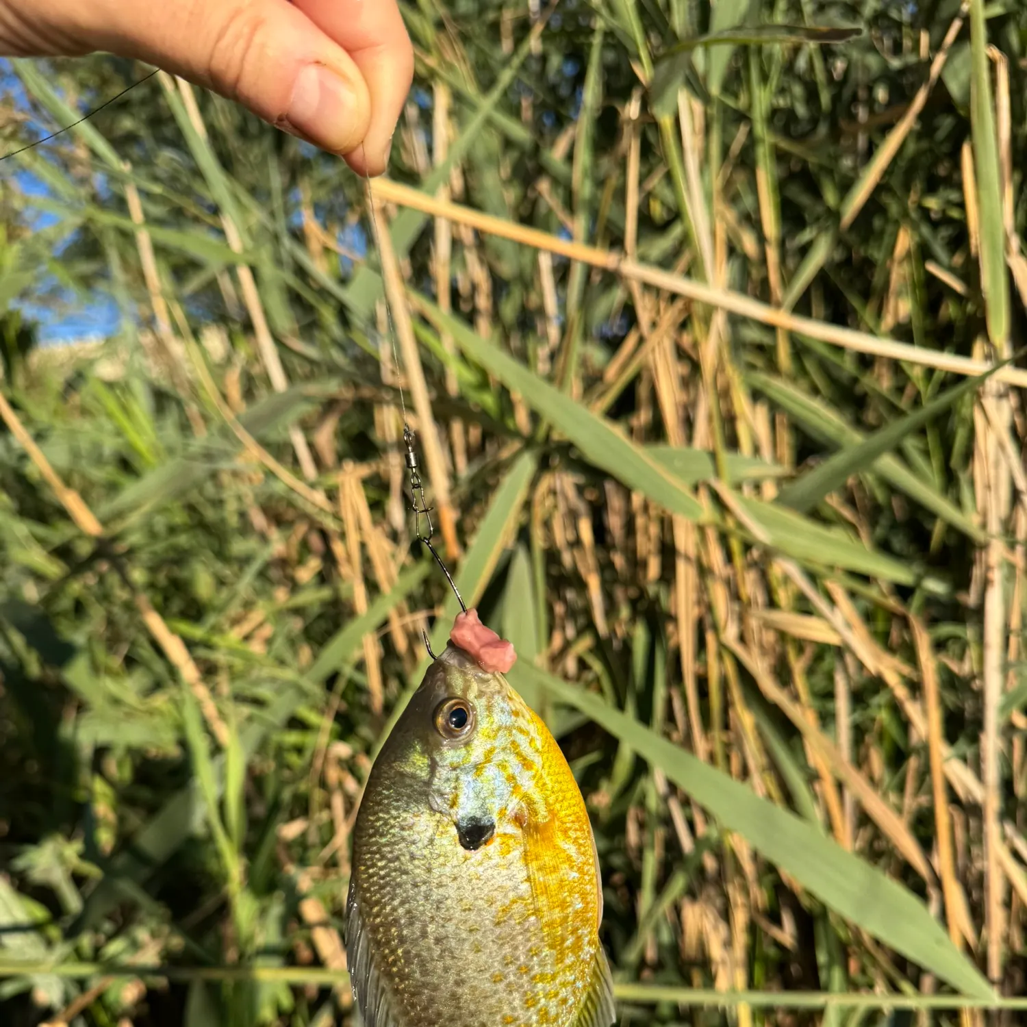 Pumpkinseed caught on Fishbrain