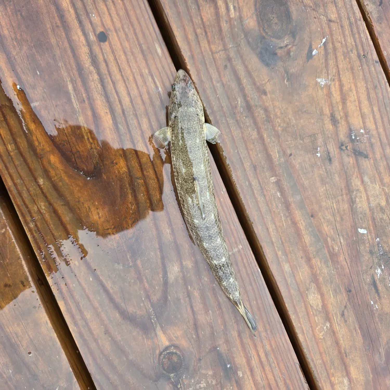 Fish caught on Fishbrain