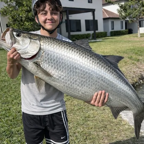 The most recent Tarpon catches on Fishbrain