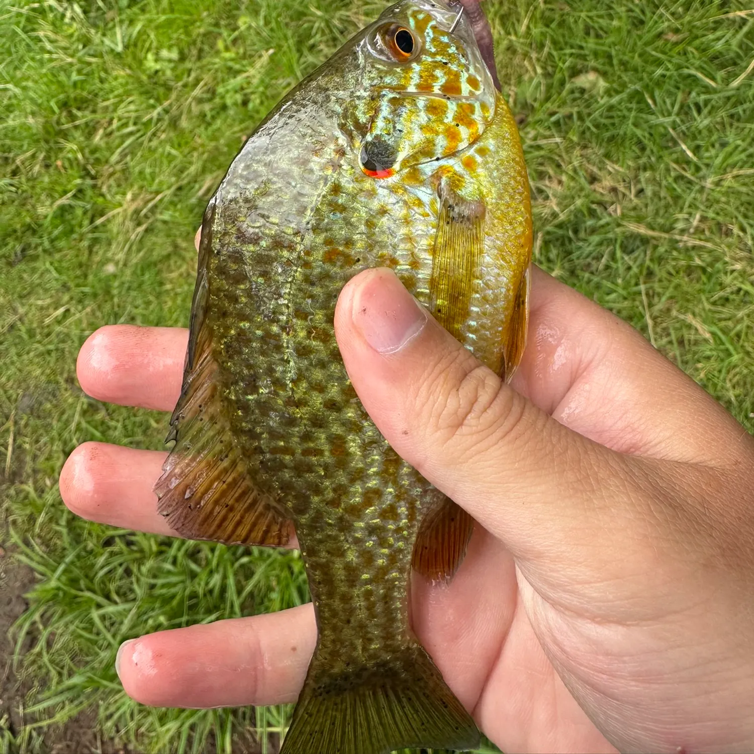 Pumpkinseed caught on Fishbrain