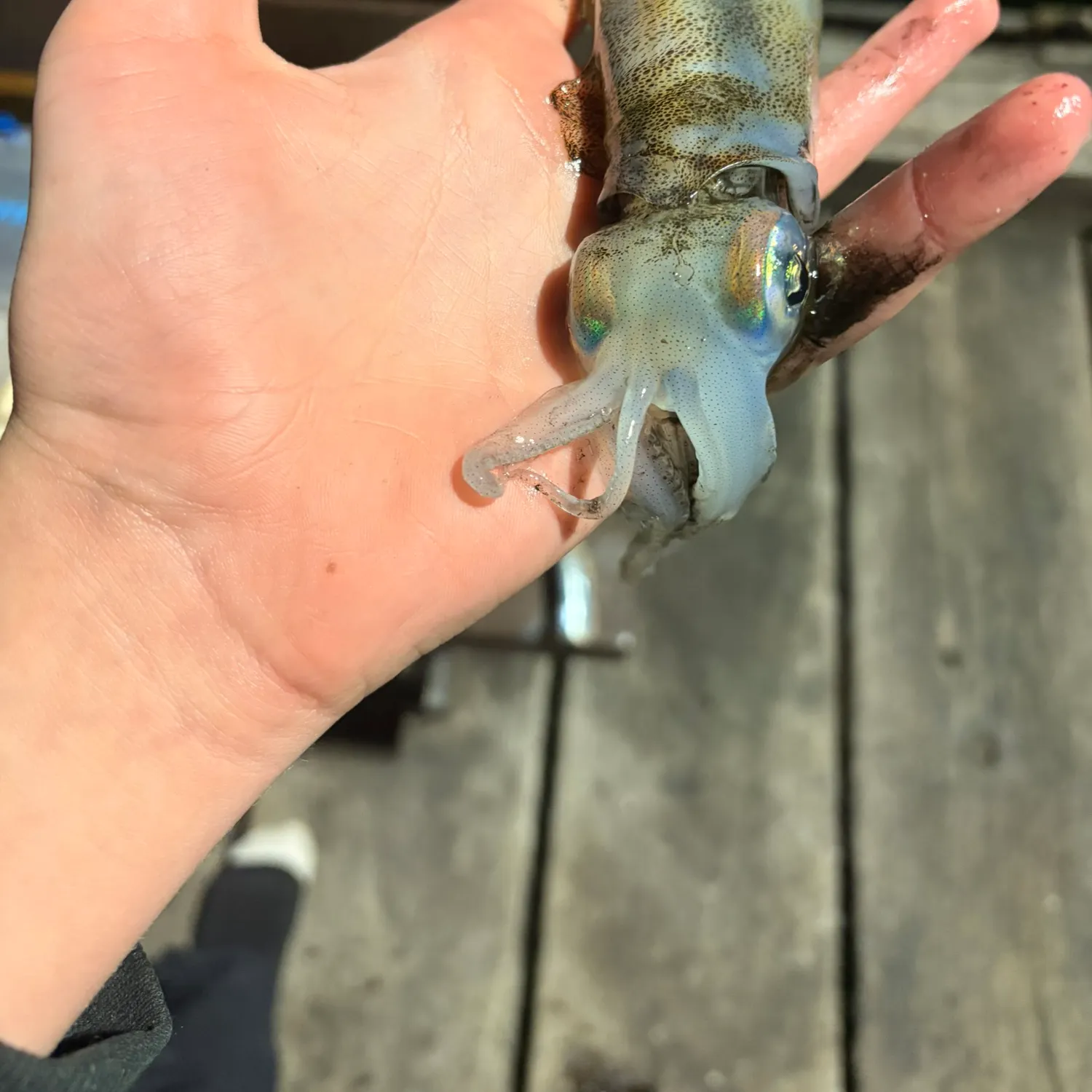 The most recent Bigfin reef squid catches on Fishbrain