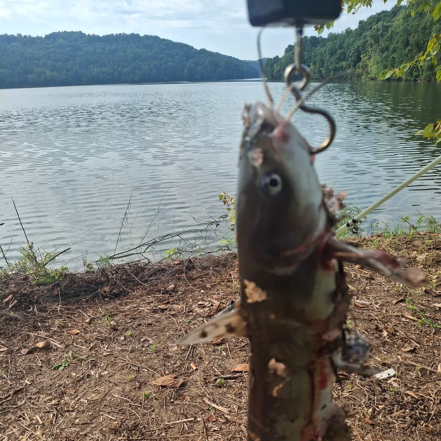 Channel catfish caught on Fishbrain