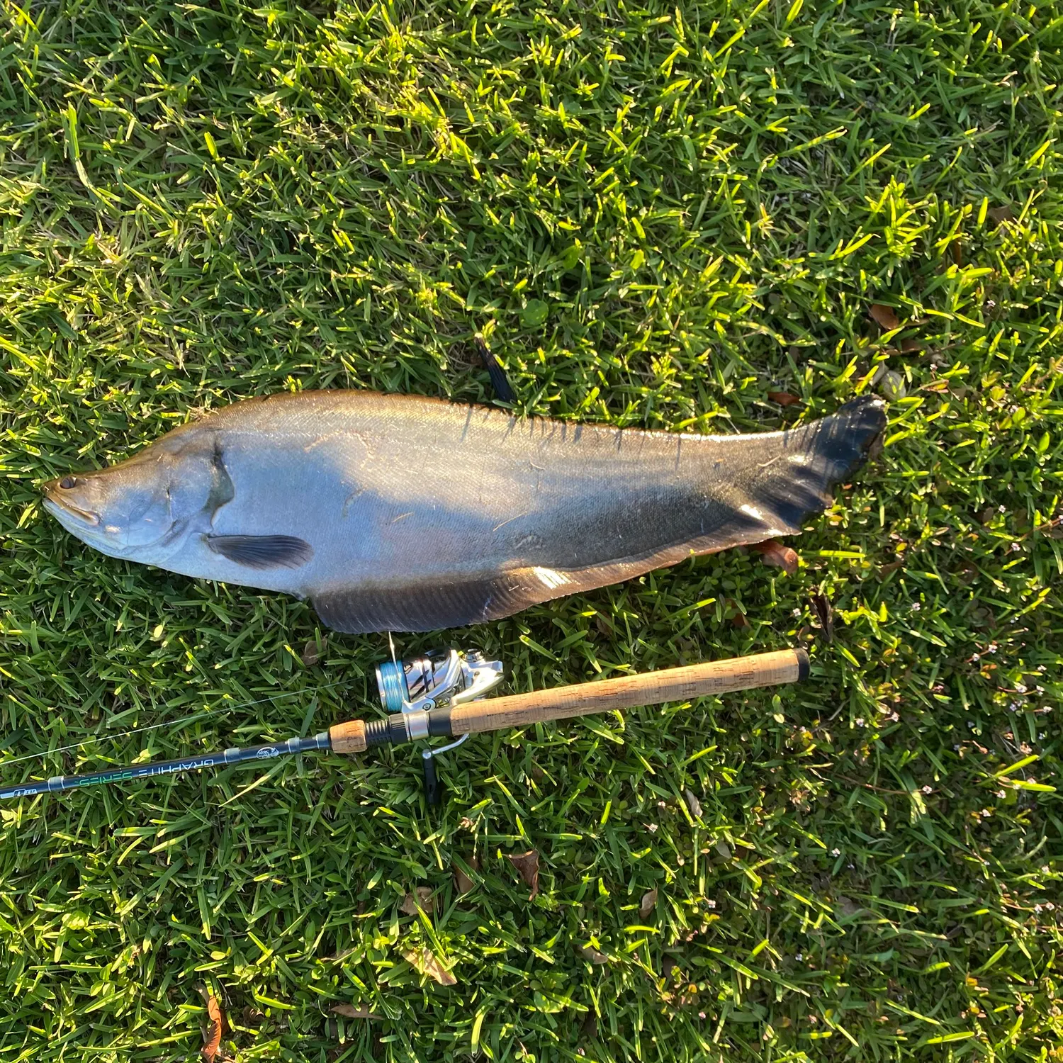 The most recent Clown knifefish catches on Fishbrain