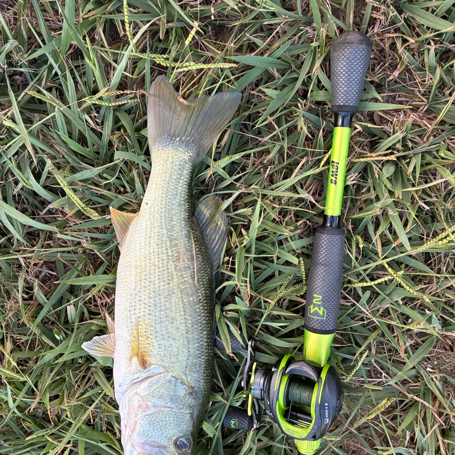 Largemouth bass caught on Fishbrain