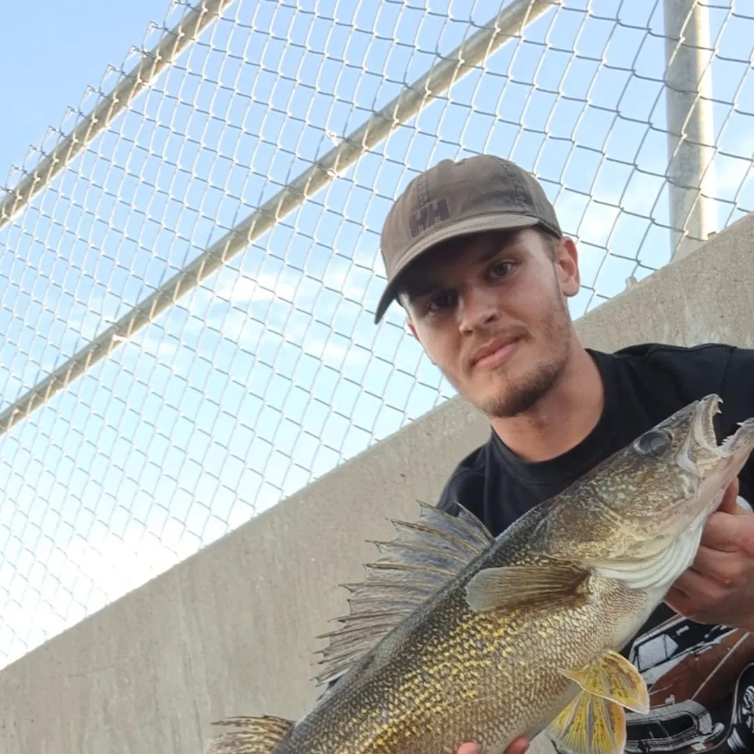 Walleye caught on Fishbrain