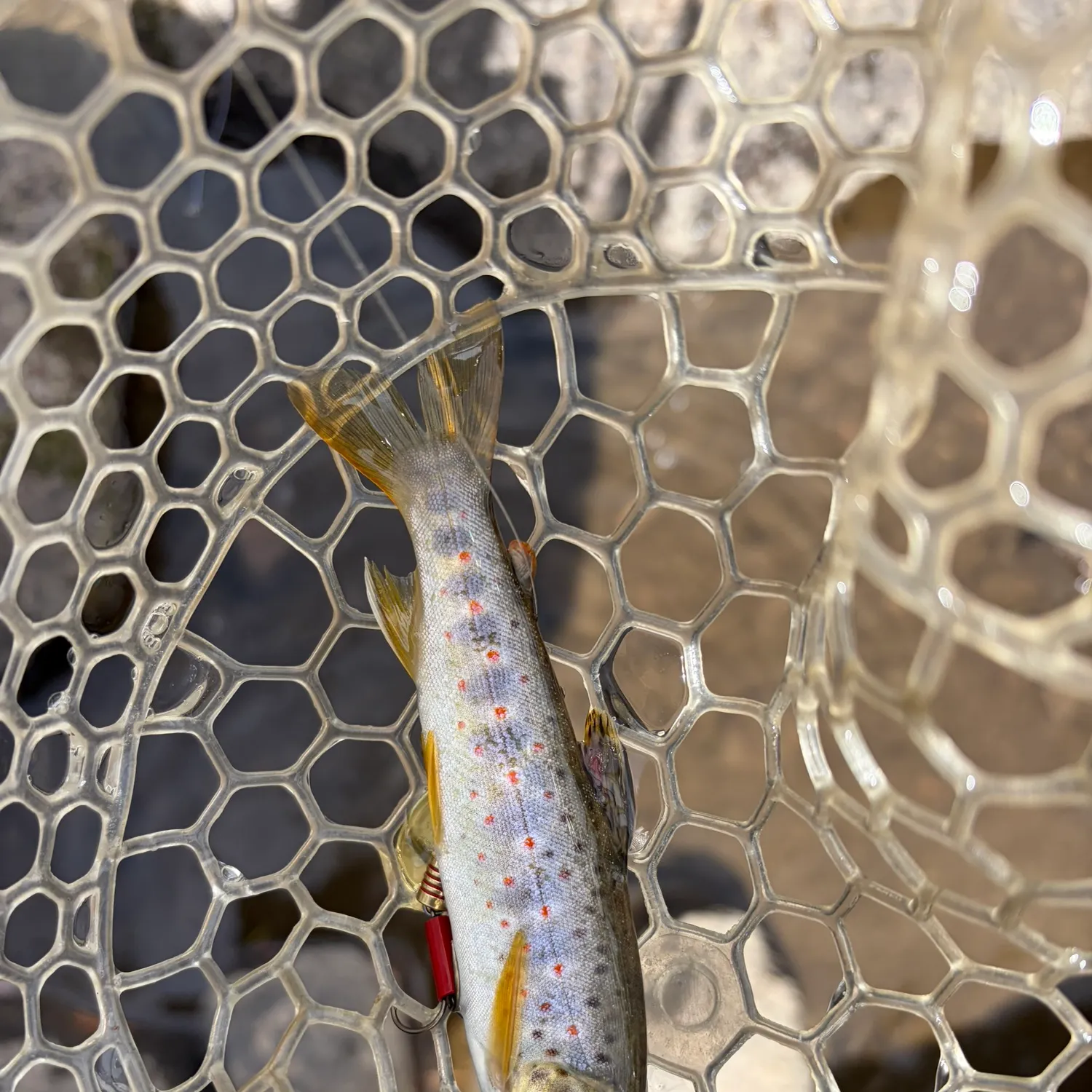 Brown trout caught on Fishbrain