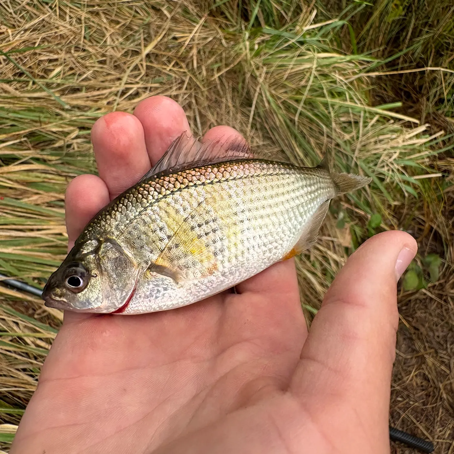 Fish caught on Fishbrain