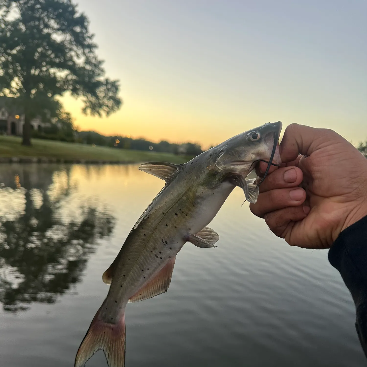 Channel catfish caught on Fishbrain