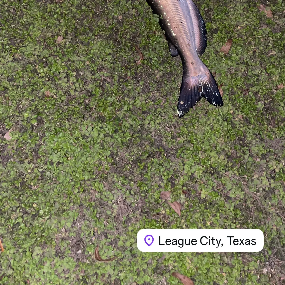 The most recent Blue catfish catches on Fishbrain