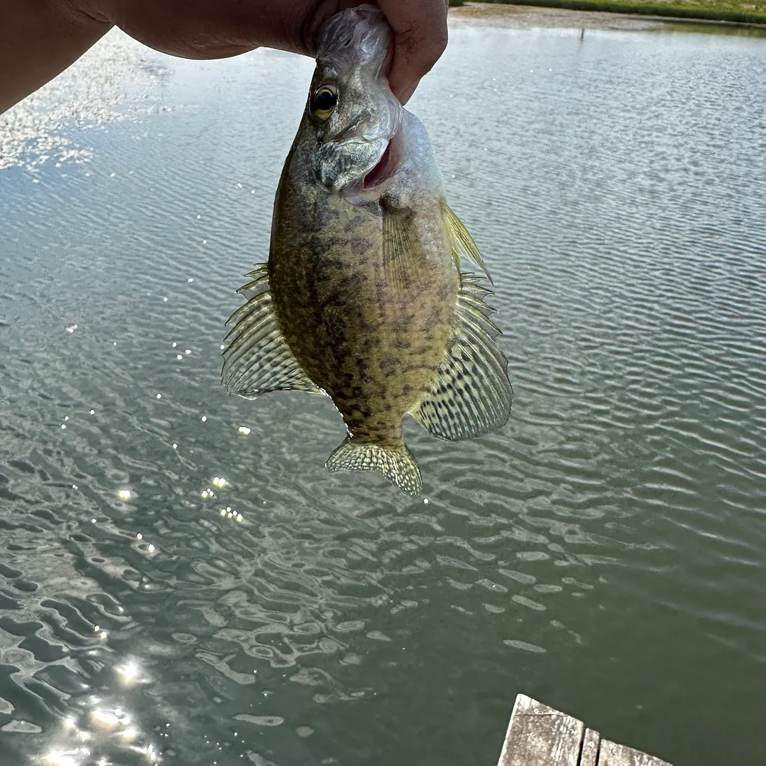 angler catch