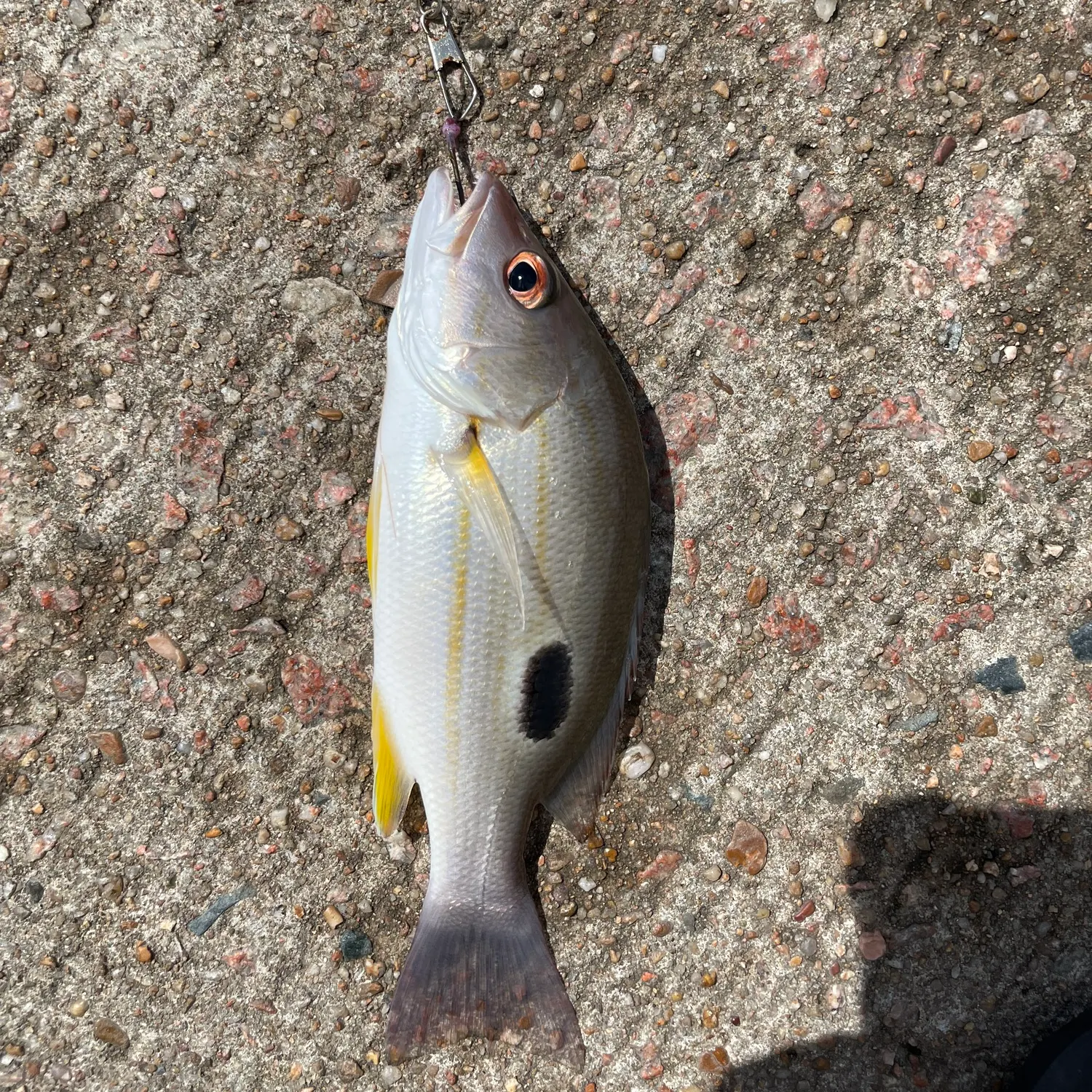 The most recent Moses perch catches on Fishbrain