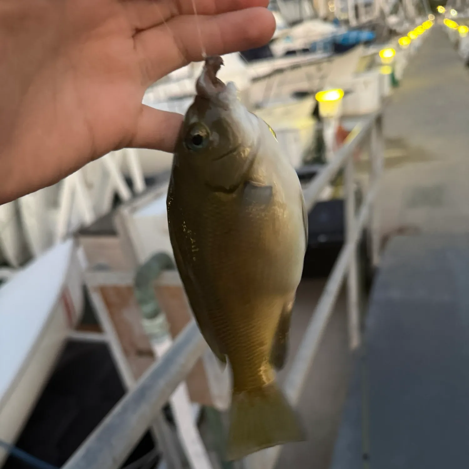 The most recent Opaleye catches on Fishbrain