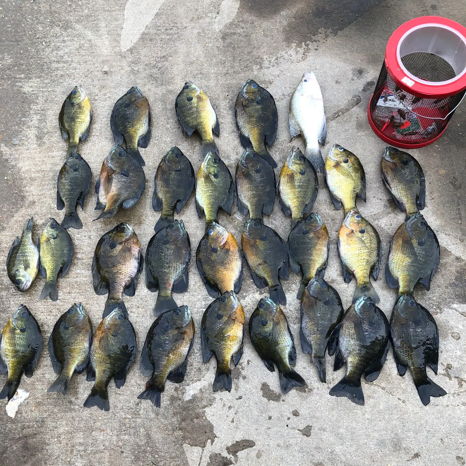 recently logged catches